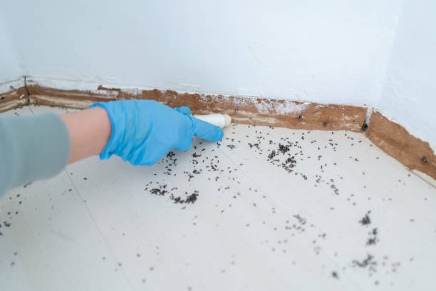 Best Pest Control Near Me in Black Hammock, FL